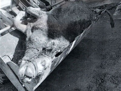 Mljekaru iz Laktaša od strujnog udara stradalo osam krava Mljekaru iz Laktaša od strujnog udara stradalo osam krava