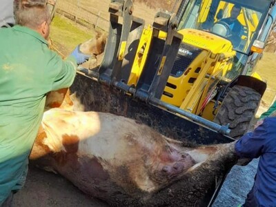Mljekaru iz Laktaša od strujnog udara stradalo osam krava Mljekaru iz Laktaša od strujnog udara stradalo osam krava