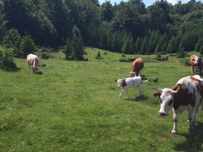 Moderni hajduci promovišu Suvu planinu
