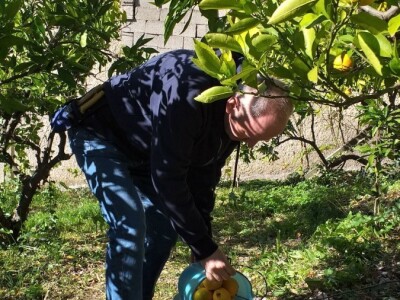 Mogu li mandarine masovnije u Hercegovini? Mogu li mandarine masovnije u Hercegovini?