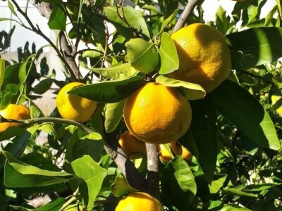 Mogu li mandarine masovnije u Hercegovini? Mogu li mandarine masovnije u Hercegovini?