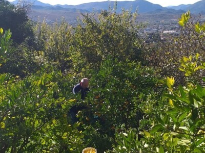 Mogu li mandarine masovnije u Hercegovini? Mogu li mandarine masovnije u Hercegovini?