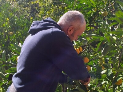Mogu li mandarine masovnije u Hercegovini? Mogu li mandarine masovnije u Hercegovini?