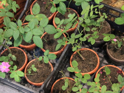 Mogućnosti uzgoja Damaskne ruže