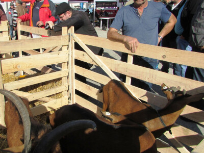 Momcilo-Karan-Gradiska