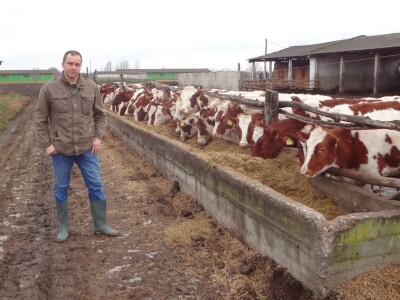 Monbelijar bikovi i potomci