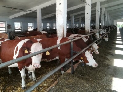 Monbelijar bikovi i potomci