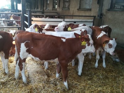 Monbelijar bikovi i potomci