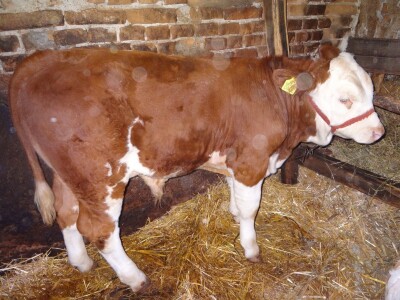 Monbelijar bikovi i potomci