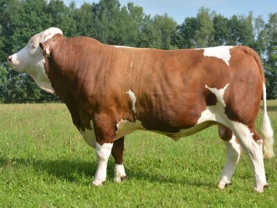 Monbelijar bikovi i potomci