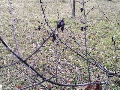 Monilia laxa na stablima višanja Monilia laxa na stablima višanja