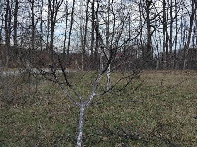 Monilia laxa na stablima višanja