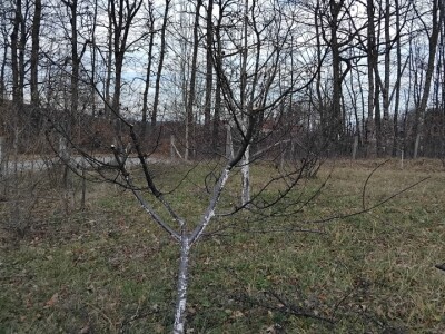 Monilia laxa na stablima višanja Monilia laxa na stablima višanja