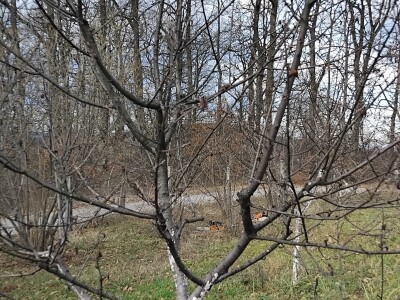 Monilia laxa na stablima višanja Monilia laxa na stablima višanja