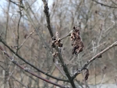 Monilia laxa na stablima višanja