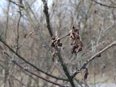 Monilia laxa na stablima višanja Monilia laxa na stablima višanja