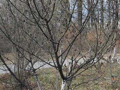 Monilia laxa na stablima višanja Monilia laxa na stablima višanja