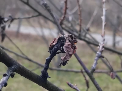 Monilia laxa na stablima višanja