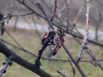 Monilia laxa na stablima višanja Monilia laxa na stablima višanja