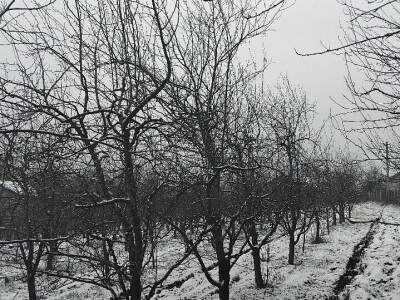 Monilia na šljivama Monilia na šljivama