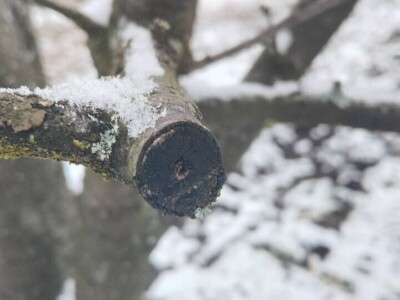 Monilia na šljivama Monilia na šljivama