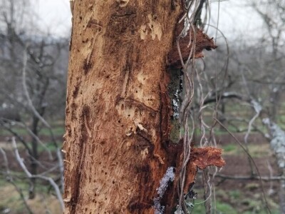 Monilia na šljivama Monilia na šljivama