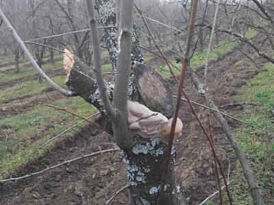 Monilia na šljivama Monilia na šljivama