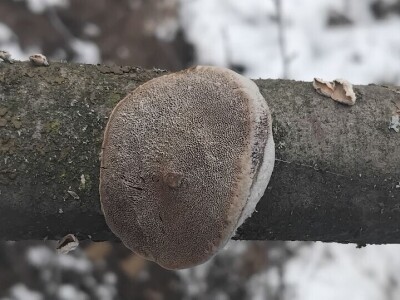 Monilia na šljivama Monilia na šljivama