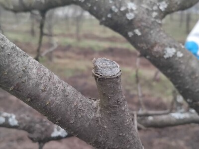 Monilia na šljivama Monilia na šljivama