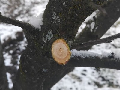 Monilia na šljivama Monilia na šljivama