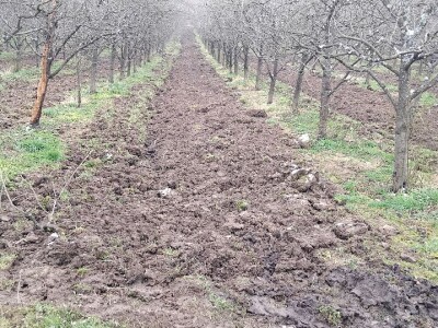 Monilia na šljivama Monilia na šljivama