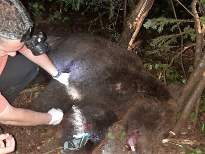 Monitoring mrkih medveda