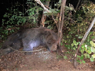 Monitoring mrkih medveda