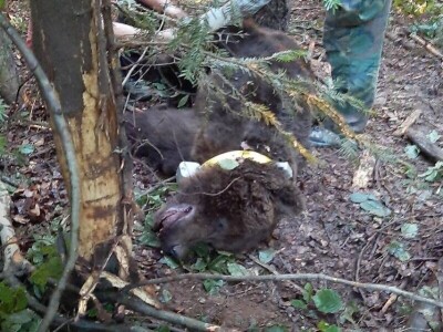 Monitoring mrkih medveda