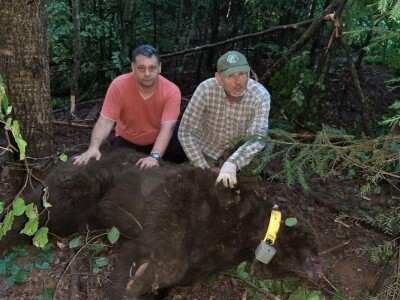 Monitoring mrkih medveda