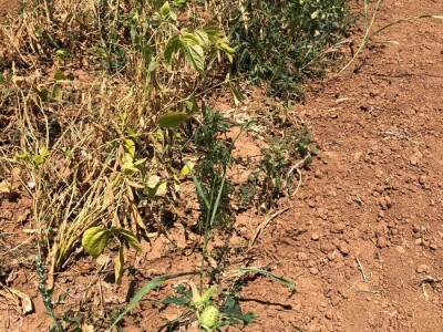 Mostarska naselja bez vode, štete ogromne u poljoprivredi