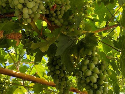 Mostarska naselja bez vode, štete ogromne u poljoprivredi