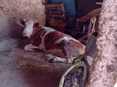 Mostarska naselja bez vode, štete ogromne u poljoprivredi