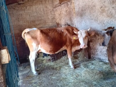 Mostarska naselja bez vode, štete ogromne u poljoprivredi