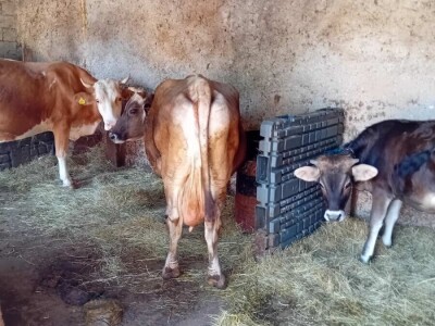 Mostarska naselja bez vode, štete ogromne u poljoprivredi