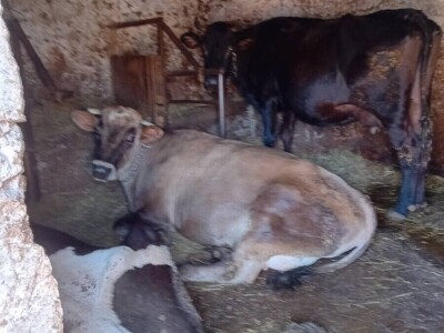 Mostarska naselja bez vode, štete ogromne u poljoprivredi