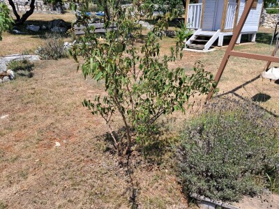 Mostarska naselja bez vode, štete ogromne u poljoprivredi