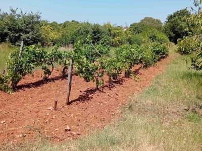 Mostarska naselja bez vode, štete ogromne u poljoprivredi