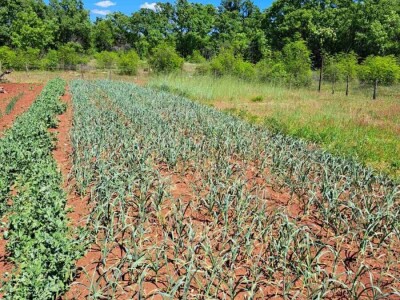 Mostarska naselja bez vode, štete ogromne u poljoprivredi
