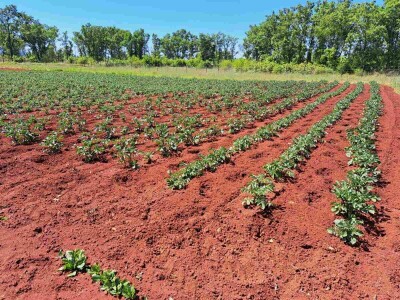 Mostarska naselja bez vode, štete ogromne u poljoprivredi