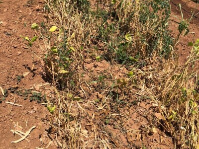 Mostarska naselja bez vode, štete ogromne u poljoprivredi