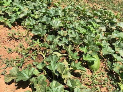 Mostarska naselja bez vode, štete ogromne u poljoprivredi