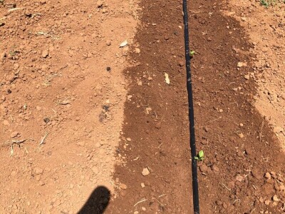 Mostarska naselja bez vode, štete ogromne u poljoprivredi