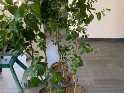 Mostarski Bulevar uljepšan jestivim gradskim dvorištem