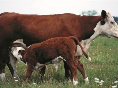 Motiv na planini Cincar Motiv na planini Cincar